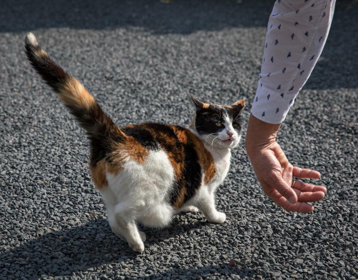 博斯哈思登住宿家早餐旅馆 皮滕 外观 照片